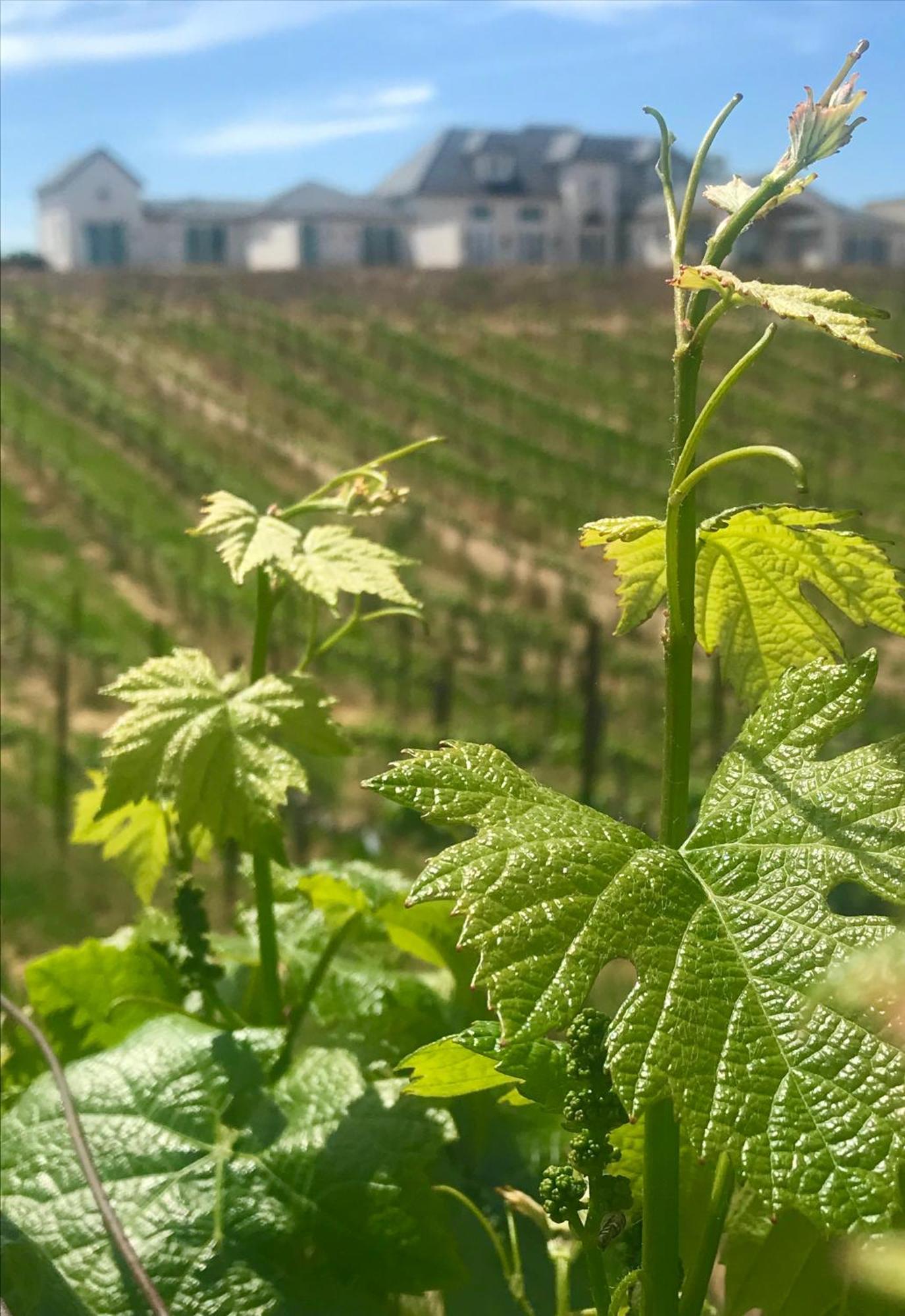 Domaine Chardonnay Acomodação com café da manhã Temecula Exterior foto